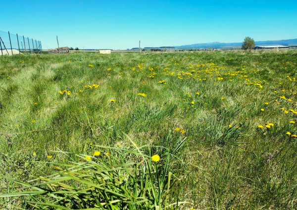 REZERVOVANÝ, na predaj, pozemok, Mlynica, 624 m2